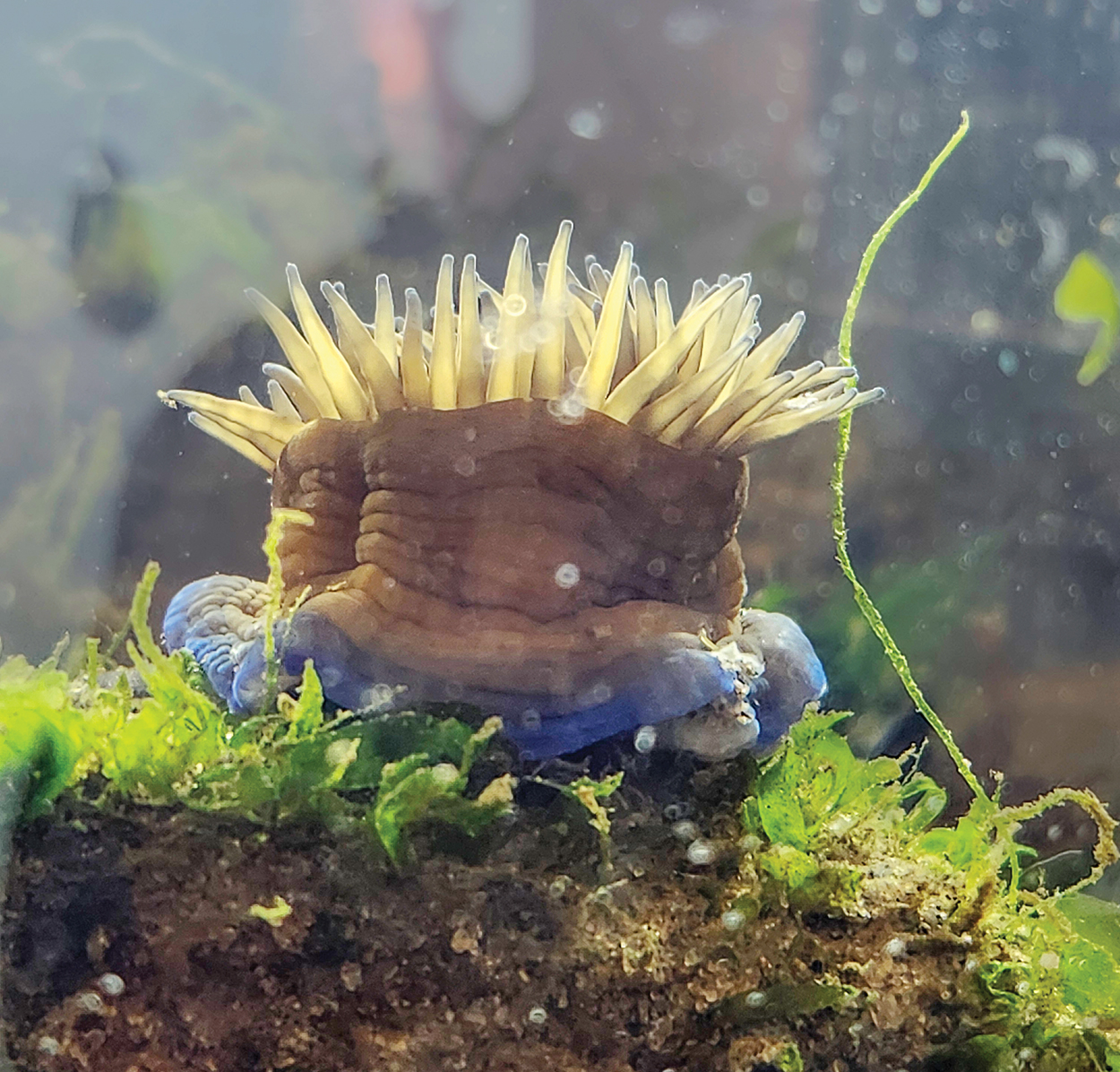 anemone 復刻版 ソマチッド New invasive sea anemone hasn't spread to S.J. beaches ‣ Ocean